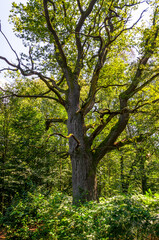 Alte Eiche - Urwald Sababurg, Deutschland