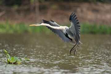 The Cocoi heron (Ardea cocoi)