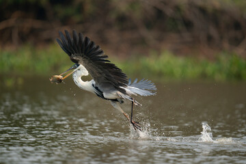 The Cocoi heron (Ardea cocoi)