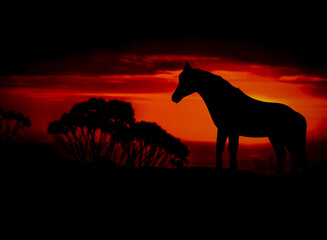 Silhouettes of animal on golden cloudy sunset background. Horse in wildlife background. Beauty in color and freedom.