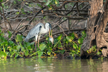 The Cocoi heron (Ardea cocoi)