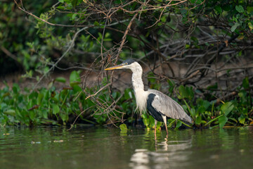 The Cocoi heron (Ardea cocoi)