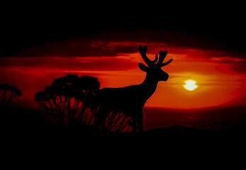 Silhouettes of animal on golden cloudy sunset background. Deer in wildlife background. Beauty in color and freedom.