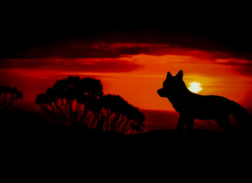 Silhouettes of animal on golden cloudy sunset background. Wolf in wildlife background. Beauty in color and freedom.