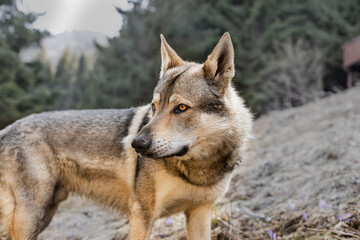 Portrait of czechoslovakian wolfdog on the meadow.