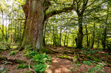 Knorrige Eiche, Urwald Sababurg - Hessen, Deutschland