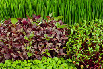 Microgreen of wheat, amaranth, beets and basil close up. Texture of green stems and leaves. Different types of sprouts.