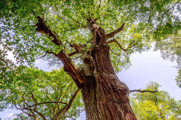 Urige Baumkrone, Urwald Sababurg - Hessen, Deutschland