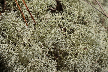 Wildlife, Nature and Flowers in the Outdoors