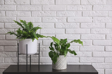 Beautiful fresh potted ferns on black table near white brick wall