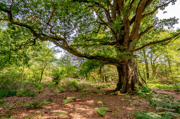  Uralte Eiche, Urwald Sababurg - Hessen, Deutschland