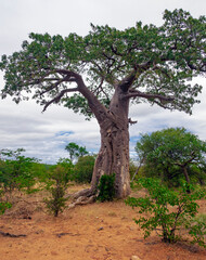 Fototapeta na wymiar Profile of the crown and trunk of Baobab growing in the African savanna.