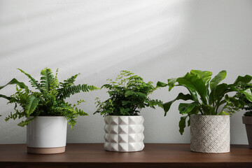 Beautiful fresh potted ferns on wooden table