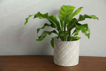 Beautiful fresh potted fern on wooden table