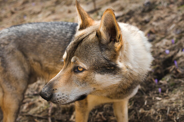 Portrait of czechoslovakian wolfdog on the meadow.