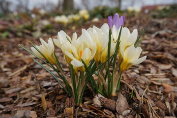 Obraz premium Crocus ( Crocus sativus ) - Saffron - beautiful spring flower - selective focus