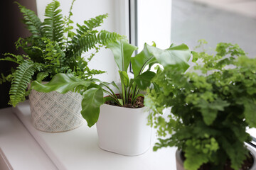 Fototapeta na wymiar Different beautiful ferns in pots on white window sill