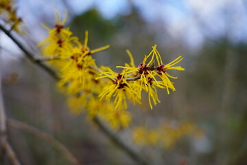 Witch Hazel, Hamamelis virginiana - spring