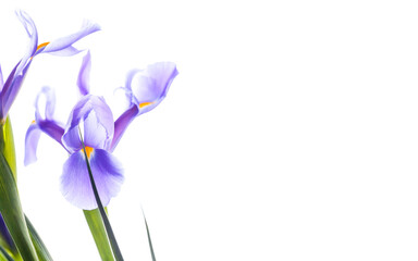 Fototapeta na wymiar Invitation card template with tender Japanese irises