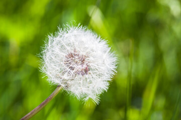 Dandelion flower with white fluff, close up photo