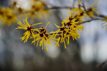 Witch Hazel, Hamamelis virginiana - spring