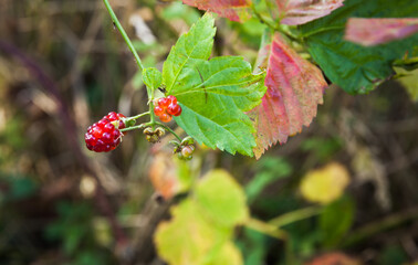 Berries of wild raspberry in autumn season