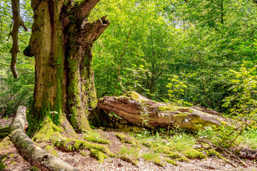 Urwald Sababurg - Alter Baumstamm mit Totholz, Hessen, Deutschland