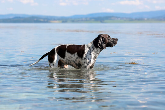 Dog english pointer