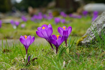 Crocus ( Crocus sativus ) - Saffron - beautiful spring flower - selective focus