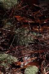 Wildlife, Nature and Flowers in the Outdoors