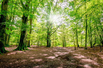 Urwald Sababurg - Lichtdurchfuteter Wald, Hessen, Deutschland