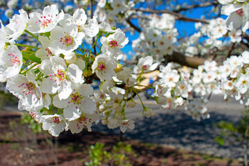 Selective focus on callery pear tree early spring flower blossoms on a sunny day with blue skies