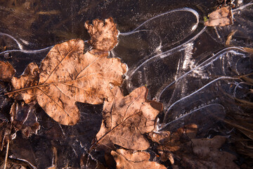 Close-up of yellow leaves in frozen water. Ice with a pattern. Beautiful autumn concept. Natural natural pattern