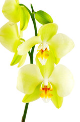 Yellow orchid flower
