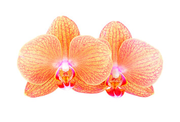 Fototapeta na wymiar Pink orchid flower
