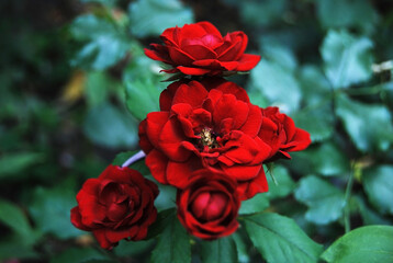 Beautiful rose flower