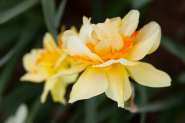 Obraz na płótnie Canvas yellow daffodil flower