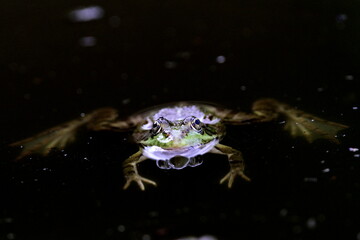 grenouille rieuse hébergeant un moucheron