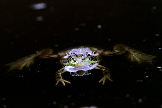 grenouille rieuse h&eacute;bergeant un moucheron