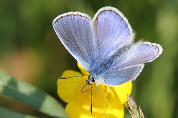 papillon argus bleu sur un bouton d'or