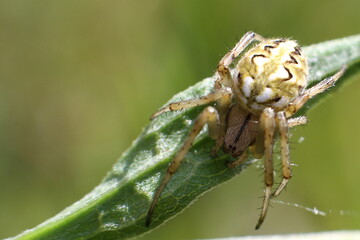 araignée neoscana adianta au soleil