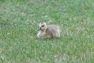 Baby Canada Goose (branta canadensis) resting on grass with its legs tucked under its body - green background
