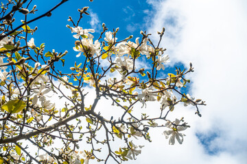 Looking up at white blossom on a tree branch with a blue sky with white clouds beyond.