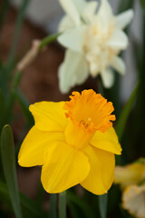 yellow daffodil flower