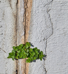 plant in wall crack