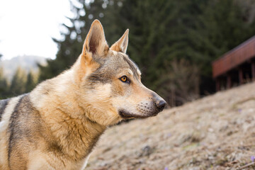 Portrait of czechoslovakian wolfdog on the meadow.