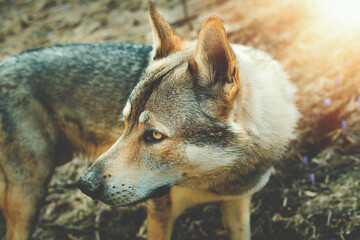Portrait of czechoslovakian wolfdog on the meadow.