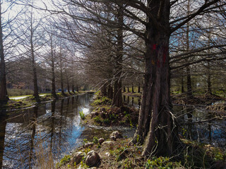 Row of trees in a flooded area