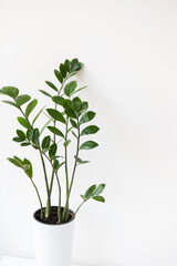 Gardening concept. Vertical photo of a houseplant Zamiokulkas growing in a white pot, space for text.