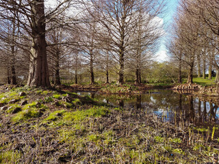 Trees in swampy area